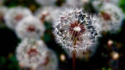 Physicists Discover New Form Of Flight Thanks To Dandelion Seeds — Quartz