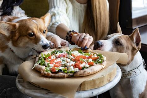 7 Best Dog Cafes In Singapore For Pawsome Treats Epos Pos System