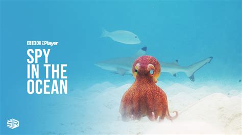Watch Spy In The Ocean In Usa On Bbc Iplayer