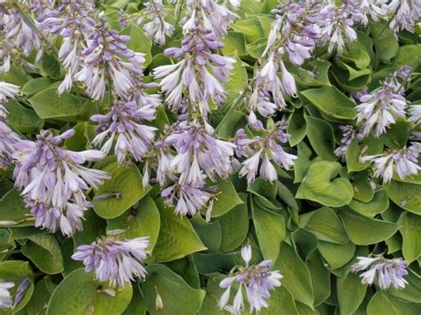 Growing Hostas How To Plant And Care For Hosta Plants The Old Farmer