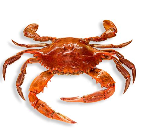 Crab Png Transparent Image Download Size 709x662px