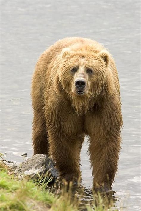 Filegrizzly Bear Brown Bear Wikimedia Commons