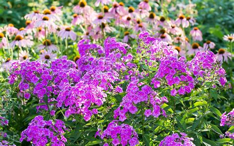 Since 'kanzan' is sterile, they will not be followed. Border Gardening: How to plant a herbaceous perennial ...