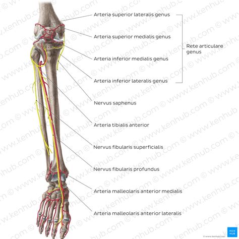 Nervus tibialis Anatomie Verlauf Versorgung Läsion Kenhub
