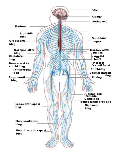 I hope it helped you understand the. Unlabeled Nerve System Diagram - Diagramaica