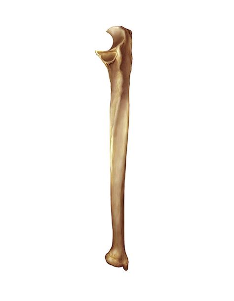 Ulna Bone