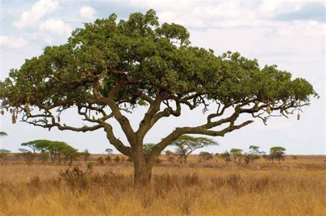 Discover The Iconic Trees Of Tanzania