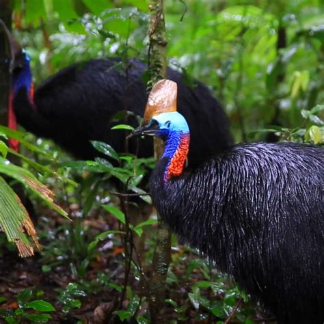 Pet Owner Killed By Cassowary Most Dangerous Bird In The