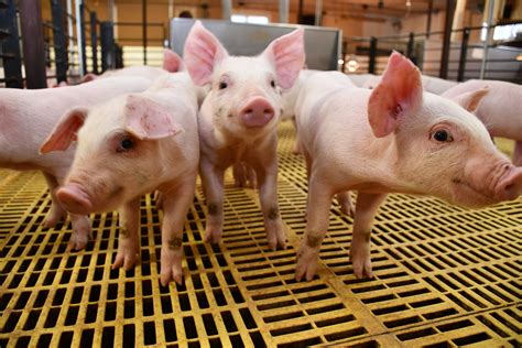 Pre And Post Weaning Management For Maximizing Pig Health And