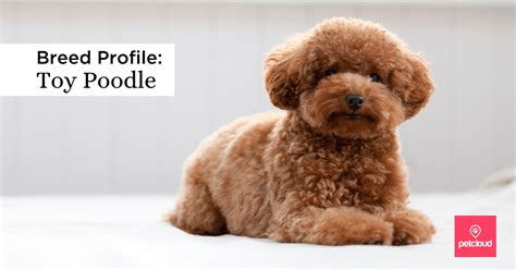 Meet The Sassy And Energetic Toy Poodle