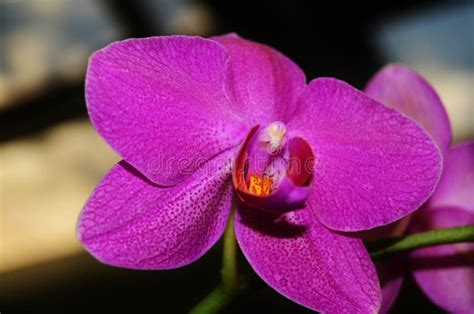Purple Moth Orchid Stock Image Image Of Background Popular 94538607