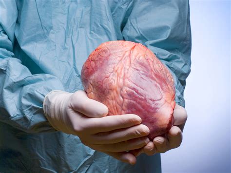 Fully Functional Human Heart Tissue Was Just Grown By
