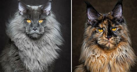 40 Majestic Pictures Of Maine Coon Cats That Are Stunningly Beautiful