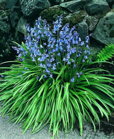 Types of spring flowers spring flowers are not just flowers. Scilla Blue Bells | Blue bell flowers, Spring flowering ...