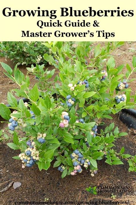 Growing Blueberries Best Tips For The Home Garden Blueberry Plant