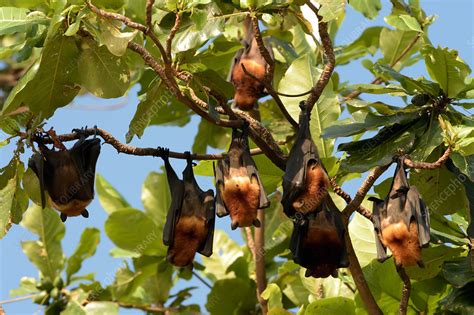 Island Flying Foxes Roosting Stock Image F0318738 Science Photo