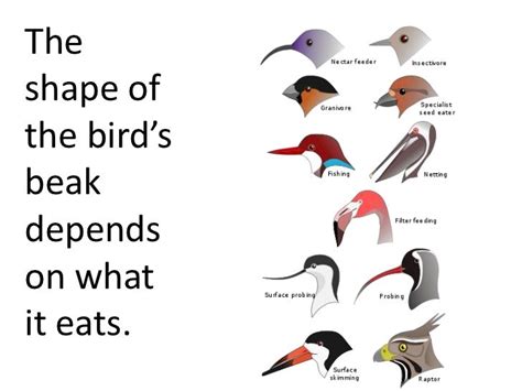 Bird Beaks And Feet Worksheet
