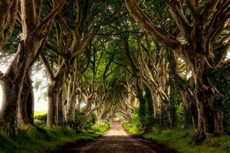 Bosque Oscuro Irlanda Del Norte Beautiful Places To Visit Places To