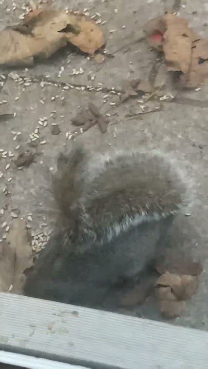 Lots Of Grey Squirrels Youtube