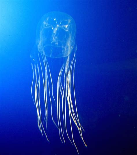 Largest Jellyfish In The World