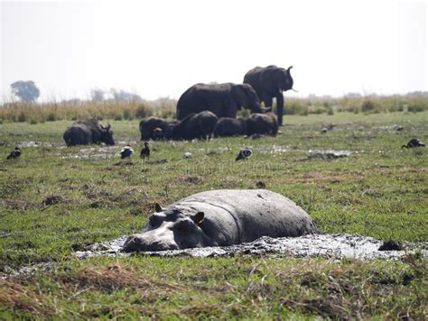 Hippopotamus And Elephant In Chobe National Park Stock Photo Image Of