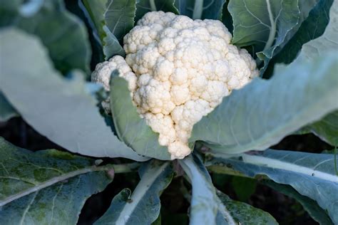Growing Cauliflower Planting And Care Tips Kellogg Garden Organics