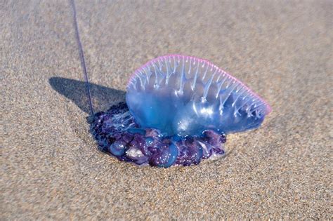 They are highly venomous, which they sting with their tentacles. Warning to beachgoers: Nearly 100 Portuguese man o' war ...