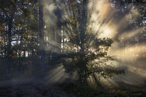 Beautiful Morning Scene Sun Rays Break Through The Branches Of Trees