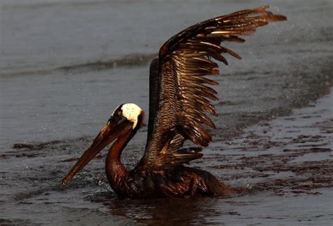 Over Oil Soaked Birds Discovered Off Louisiana S Coast After An Oil