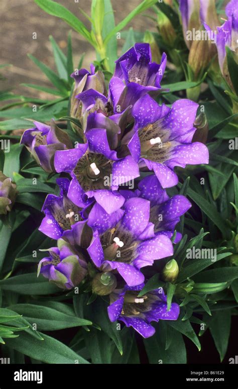 Gentiana Makinoi Marsha Gentian Purple Flower Garden Plant Stock