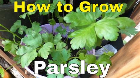 How To Plant And Grow Parsley From Seed Youtube