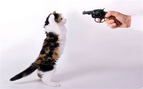 1920x1080px 1080p Free Download I Give Up Cute Gun Hand Funny