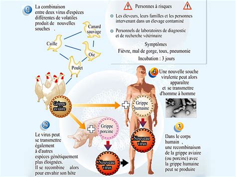 Quelle Est L'origine De La Grippe Espagnole - La grippe espagnole était...étasunienne ! - Au fil de LauweAu fil de Lauwe