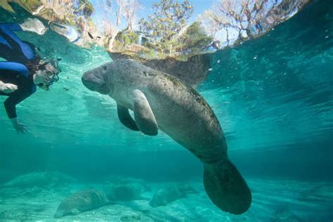 Swim With Manatees Snorkel With Manatees Blue Heaven River Tours