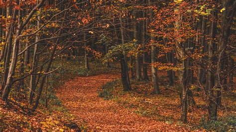 Download Wallpaper 1920x1080 Autumn Forest Trail Leaves
