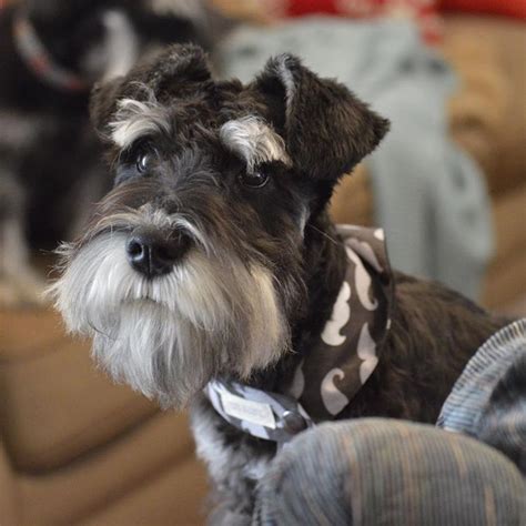 A Small Dog Wearing A Bandana Sitting On Top Of A Couch