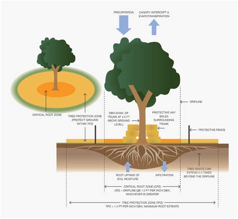 How To Protect Native Trees During Construction Tree Protection Zone
