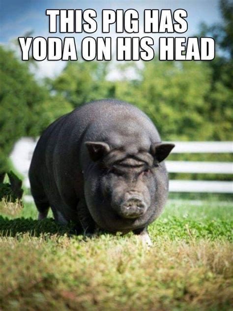 Pin By Kristy Harvey On Funny Stuff Funny Pigs Pig Memes Funny Pictures