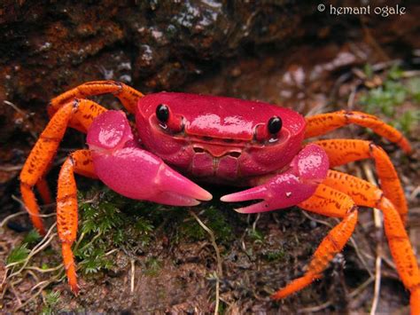 Colourful Crab Id Please Photo Crabs Animal Beautiful Sea