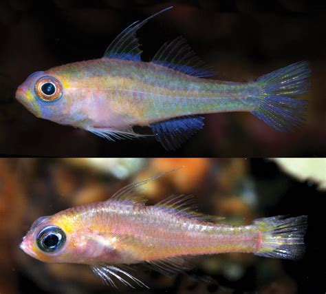 Two New Mesophotic Blue Eyed Trimma Gobies From New Guinea