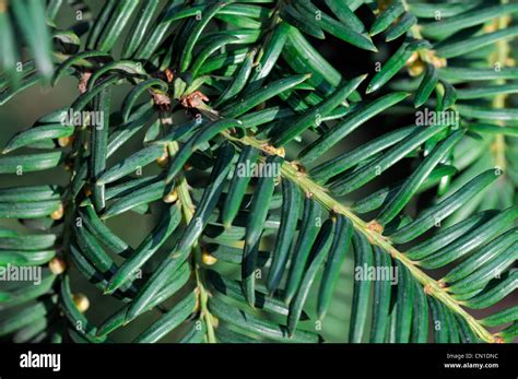 Taxus Baccata Var Pyramidalis French Yew Closeup Selective Focus Green