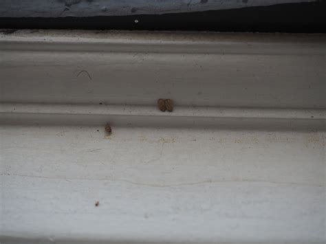 Cool Small Bugs On Window Sill Ideas Octopussgardencafe