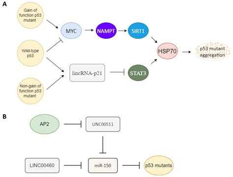 P53 Mutations In Cancers Encyclopedia Mdpi