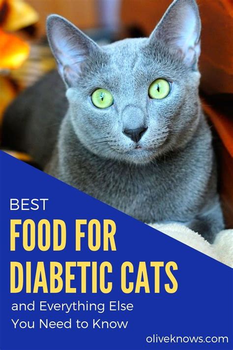 Low Carb Dry Cat Food For Diabetic Cats Nidia Easton