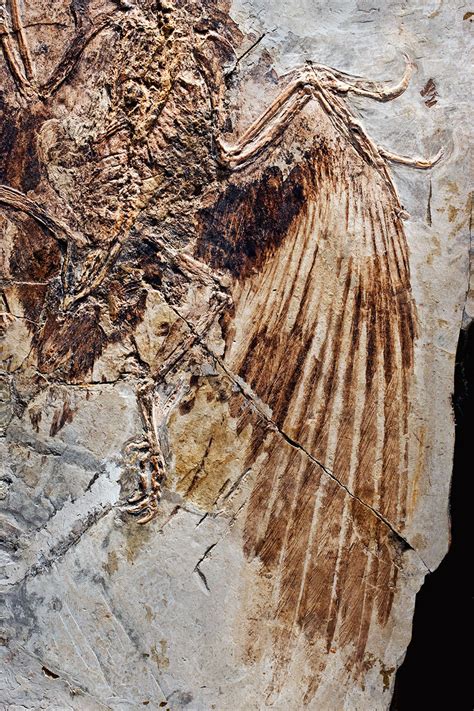 This Fossil Of Confuciusornis A Group Of Bird Predecessors That Lived