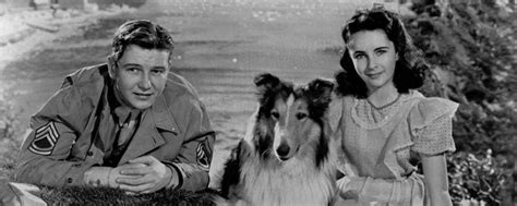 Lassie La Collie Más Famosa Del Mundo Con Un Pasado Y Tradición Inglesa Bekia Mascotas