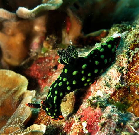 Nembrotha Cristata Nudibranch Also Known As Nudibranchs N Flickr
