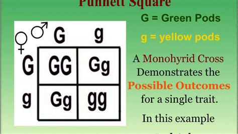 What Is A Punnett Square And Why Is It Useful In Gene Vrogue Co