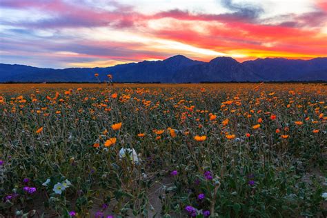 Best Time To See Super Bloom In Anza Borrego Desert California 2022