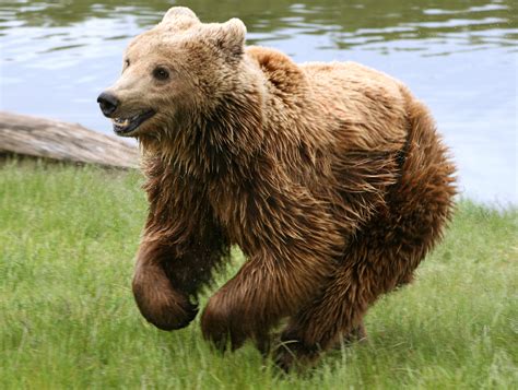 Filebrown Bear Ursus Arctos Arctos Running Wikipedia